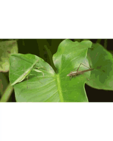 mantis grasshopper