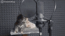 Ong GIF - Cat Cute Singing GIFs
