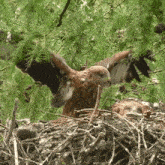 Spreading My Wings Red Kite GIF - Spreading My Wings Red Kite Robert E Fuller GIFs