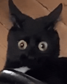 a close up of a black cat with horns and big eyes looking at the camera .