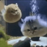 a cat and a fish are swimming in a tank .