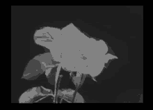 Kalderone Rose GIF - Kalderone Kal Rose GIFs