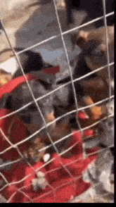 a group of dogs are behind a fence with a red blanket on the ground .