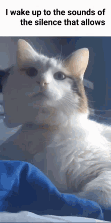 Izzy Cat GIF - Izzy Cat GIFs