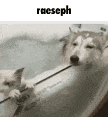 Raeseph Cat GIF - Raeseph Cat Husky GIFs