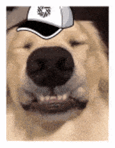 a close up of a dog wearing a baseball cap on its head .