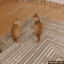 Fummy Animals Cats GIF - Fummy Animals Cats When GIFs