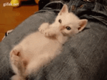 Baby Cat GIF - Baby Cat Yawn GIFs