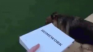 homework-dog.gif