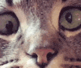 a close up of a cat 's nose and eyes .
