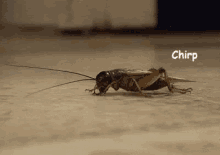 chirps cricket