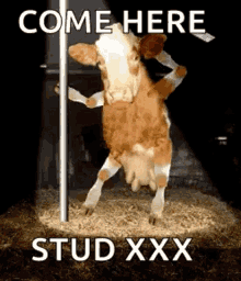 cow-pole-dance.gif