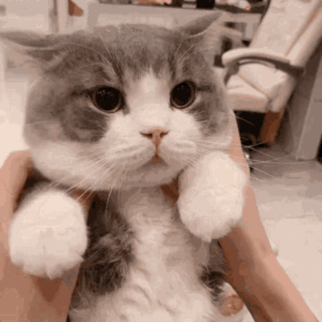 Cute Cat GIF - Cute Cat Cute Cat - Discover & Share GIFs