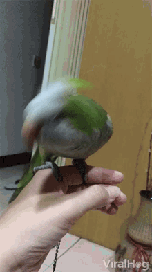 Bobbing Parrot Dancing GIF - Bobbing Parrot Dancing Side To Side GIFs