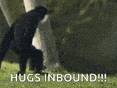 Hug Gibbons GIF - Hug Gibbons Hugging GIFs