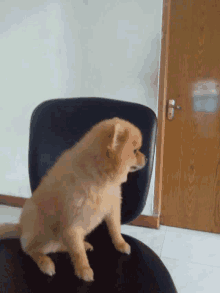 Dog Sitting Down GIF