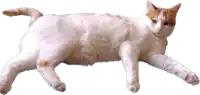a white and orange cat is laying down on its back on a white background