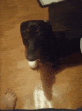 a black dog is laying on a wooden floor