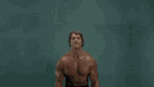 Workout Cats GIF - Workout Cats Arnold GIFs