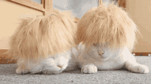 Time For A Hair Cut GIF - Kitten Cat Hair GIFs