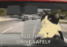 Cat Driving GIF - Cat Driving Funny GIFs