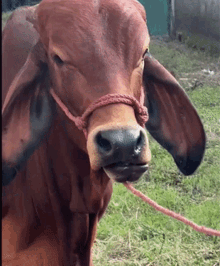 The Rock Cow Face The Rock Face GIF - The Rock Cow Face The Rock Cow The Rock GIFs