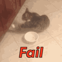 Cat Fail GIF - Cat Fail Food GIFs