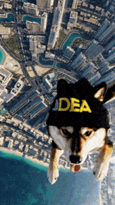 a dog wearing a black hat that says idea