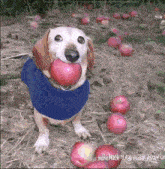 a dog in a blue shirt is holding an apple in his mouth