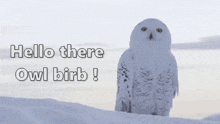 hellothereowlbirb owlbirb snowowl