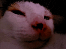 Cat Remix GIF