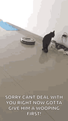 Cats Vacuum GIF