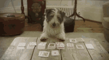 Puppy Phillip Plays Poker GIF - Puppy Philip Cards GIFs