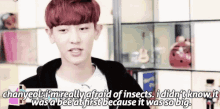 a young man with red hair is talking about being afraid of insects and being a bee at first .