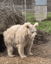 a white polar bear is standing in a pile of hay in a zoo enclosure .