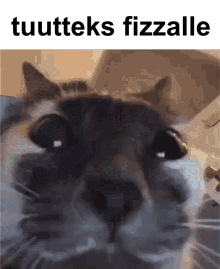 Fizza Tuutteks GIF - Fizza Tuutteks Fizzalle GIFs