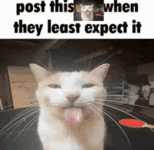 Post This Cat Silly Cat GIF - Post This Cat Silly Cat GIFs
