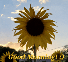 Good Morning Sunflowers GIF
