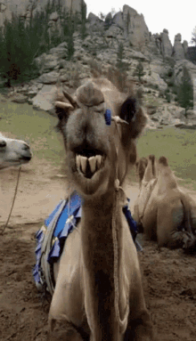 Chewing Camel GIF - Chewing Camel GIFs