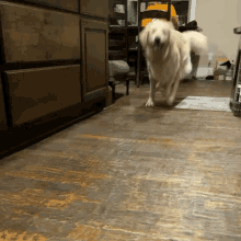 GIF