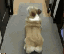Work Funny Animals GIF - Work Funny Animals Dogs GIFs
