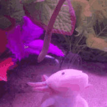 Axolotl Spin GIF - Axolotl Spin Feed GIFs