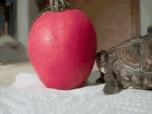 Om Nom Noms Were Attempted... GIF - Turtle Help Tomato GIFs