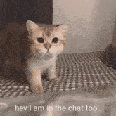 Cat Sad GIF - Cat Sad I Am In The Chat Too GIFs