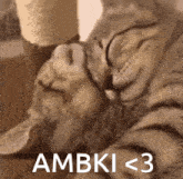 Ambki Cat Hug GIF - Ambki Cat Hug Cat Love GIFs