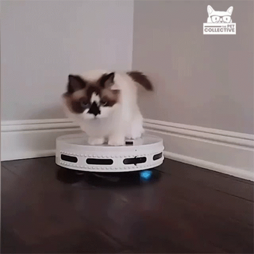Robot Vacuum Cruisin GIF - Robot Vacuum Cruisin Cat - Discover & GIFs