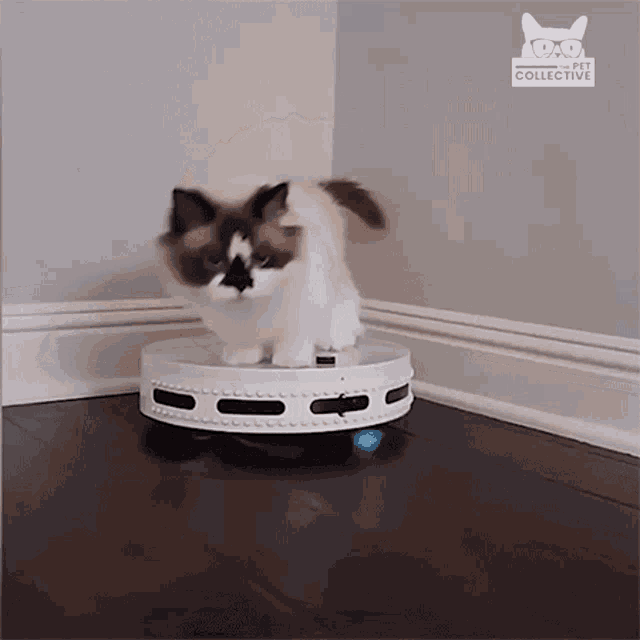 Robot Vacuum GIF - Robot Vacuum Cute Cat - Discover & GIFs