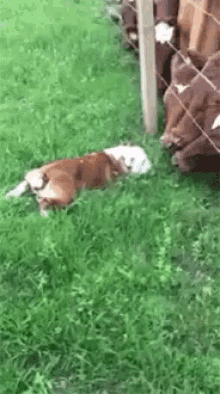 Dog Cow GIF - Dog Cow GIFs