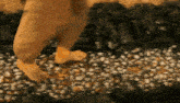 a close up of a person 's feet walking on rocks .
