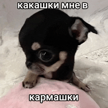 a small black chihuahua laying on a pink blanket with a caption in russian